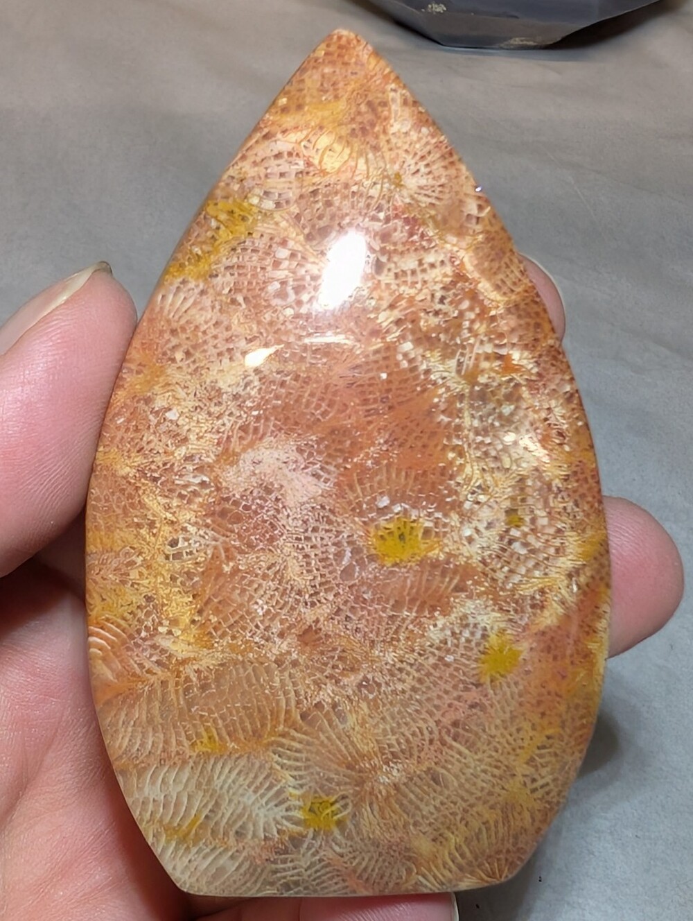 Agatized Fossil Coral Freeform